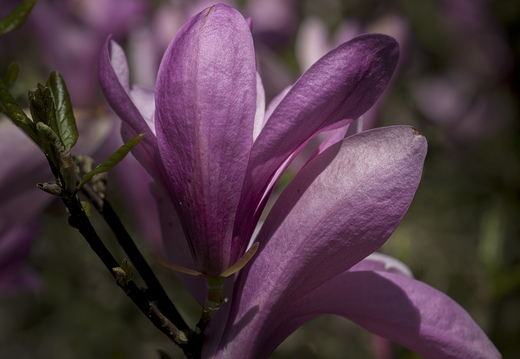 160505-Arboretum-168