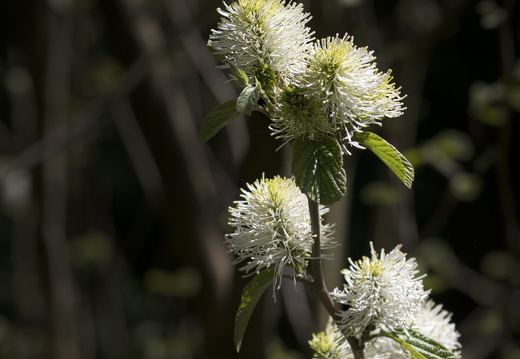 160505-Arboretum-171