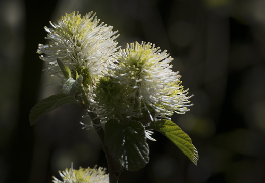 160505-Arboretum-172