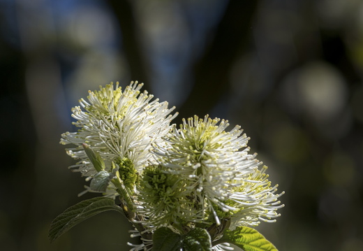 160505-Arboretum-173