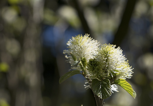 160505-Arboretum-174