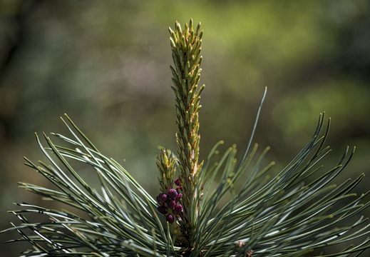 160505-Arboretum-175