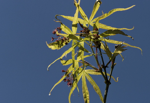 160505-Arboretum-177