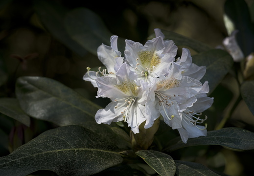 160505-Arboretum-178