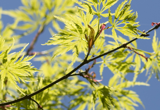 160505-Arboretum-179