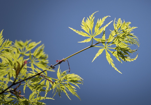 160505-Arboretum-180