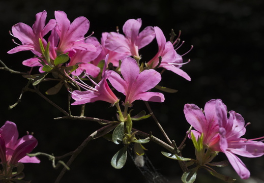 160505-Arboretum-182