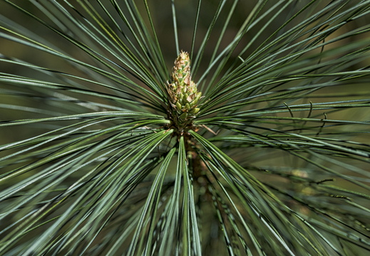 160505-Arboretum-183