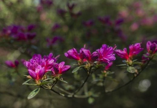 160505-Arboretum-184