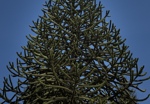 160505-Arboretum-207