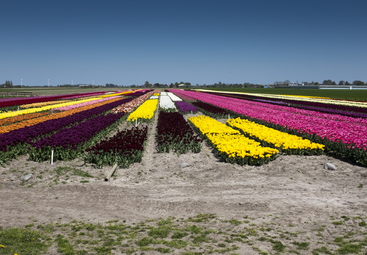 160508-NoordHolland-114