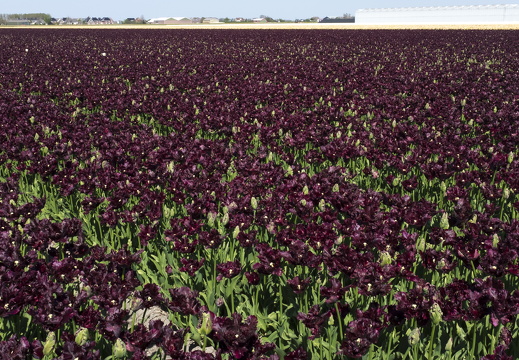 160508-NoordHolland-115