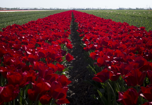 160508-NoordHolland-116