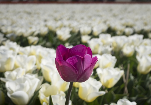 160508-NoordHolland-117