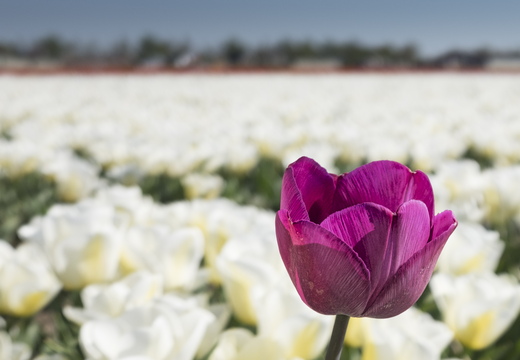 160508-NoordHolland-118