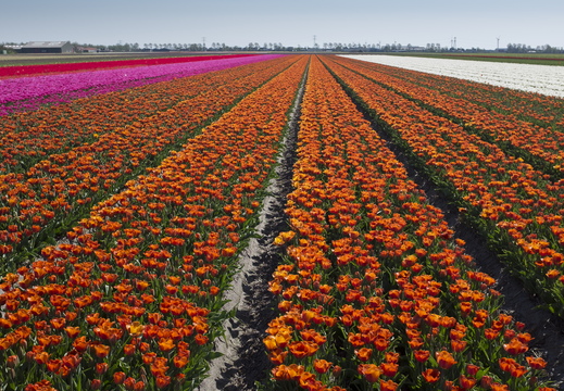 160508-NoordHolland-119