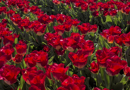 160508-NoordHolland-121