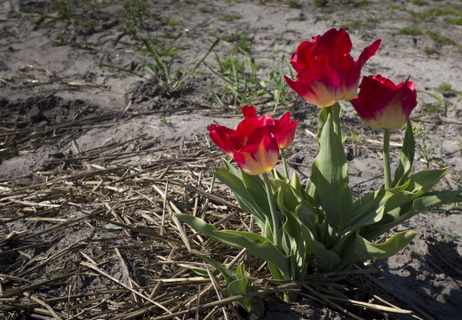 160508-NoordHolland-122