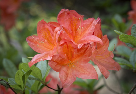 160514-Azaleas-102