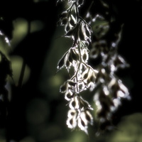20160904-Arboretum-104