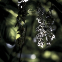 20160904-Arboretum-105