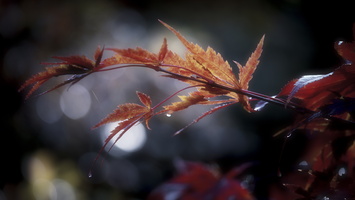 161023-Arboretum-106