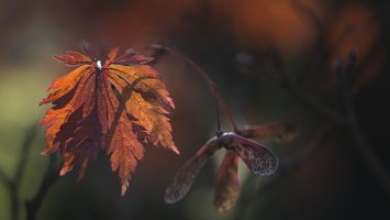 161023-Arboretum-130