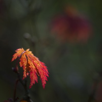 161023-Arboretum-132