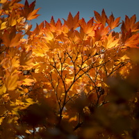 161023-Arboretum-138
