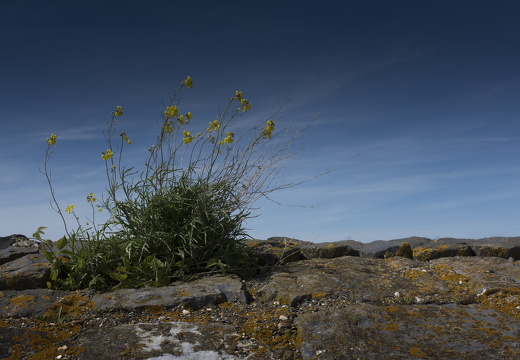 170528-Afsluitdijk-Buitengaats-100