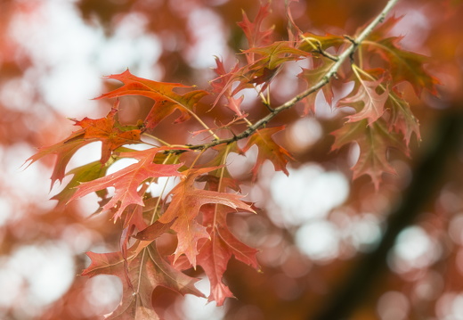 20170926-Esdoorn-100