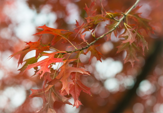 20170926-Esdoorn-101