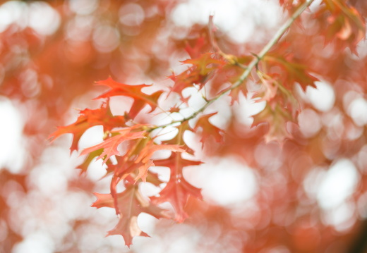 20170926-Esdoorn-102