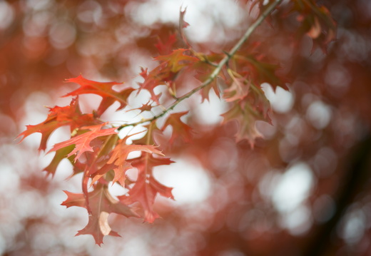 20170926-Esdoorn-103