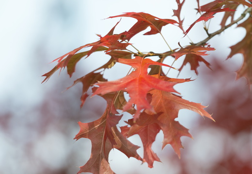 20170926-Esdoorn-105