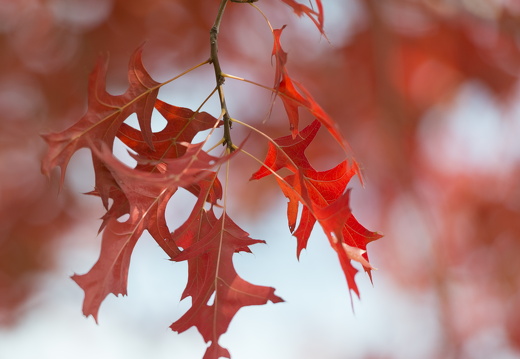 20170926-Esdoorn-107