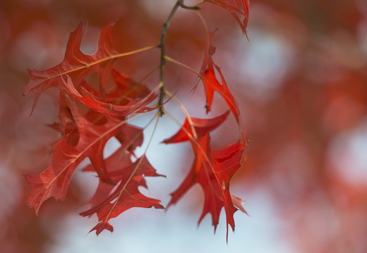 20170926-Esdoorn-108