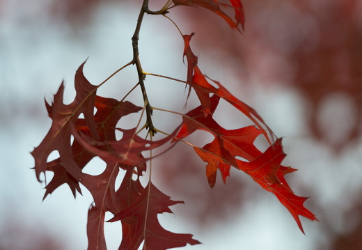 20170926-Esdoorn-109