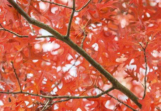 20170926-Esdoorn-110