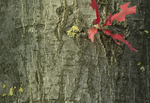 20170926-Esdoorn-111