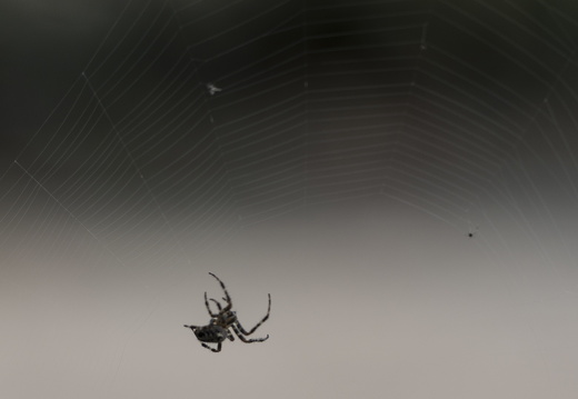 20170926-Esdoorn-112