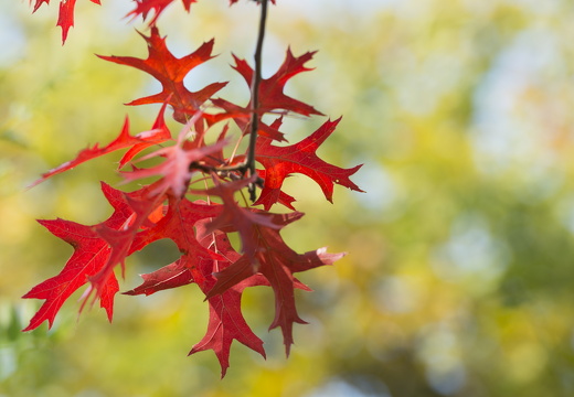 20170926-Esdoorn-113