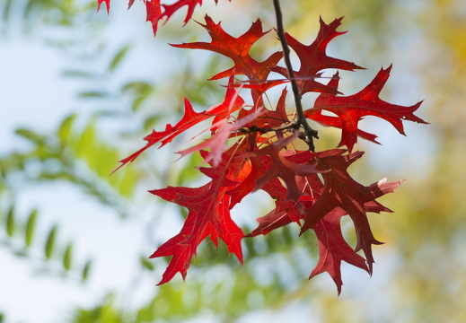 20170926-Esdoorn-114