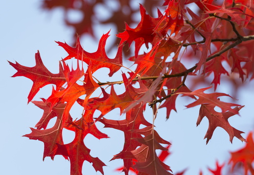 20170926-Esdoorn-115