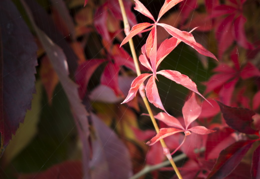 20170926-Esdoorn-117