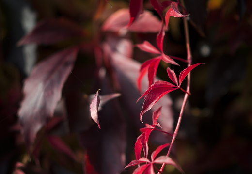 20170926-Esdoorn-118