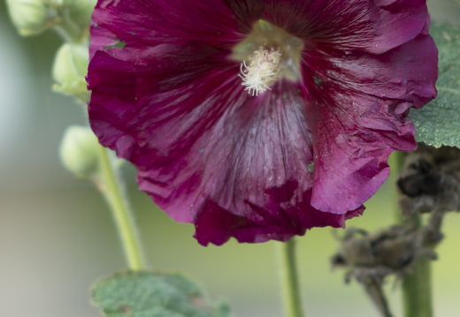 20170926-Esdoorn-119