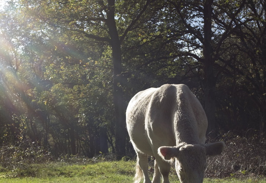 20171027-Fietsrondje-103