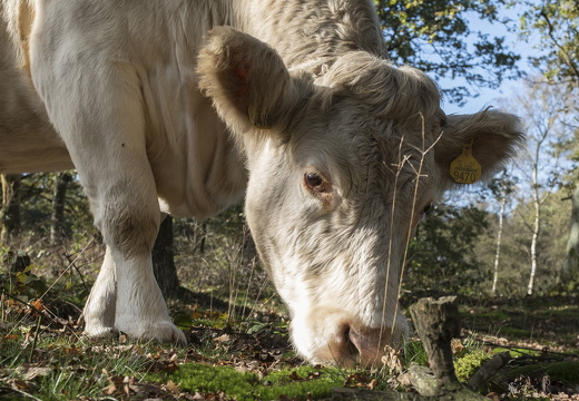 20171027-Fietsrondje-105