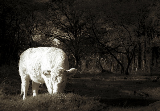 20171027-Fietsrondje-106